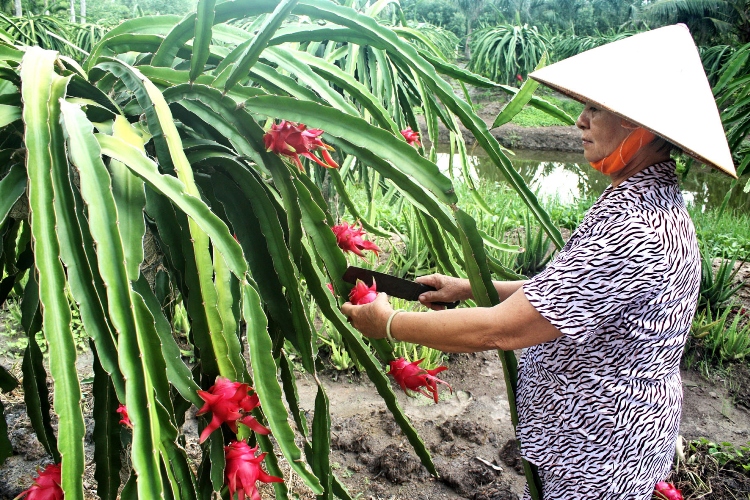 Trồng thanh long ruột đỏ, thu trên 200 triệu đồng/ha/năm ảnh 1